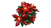 Poinsettia