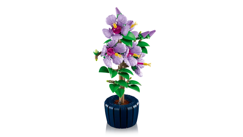 Hibiscus