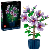 Hibiscus