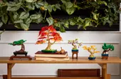 Mini Bonsai Trees