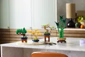 Mini Bonsai Trees