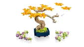 Mini Bonsai Trees