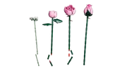 Bouquet of Pink Roses
