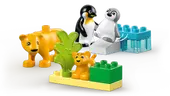 Wild Animal Families: Penguins & Lions