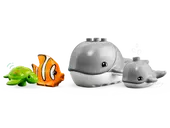 Wild Animals of the Ocean
