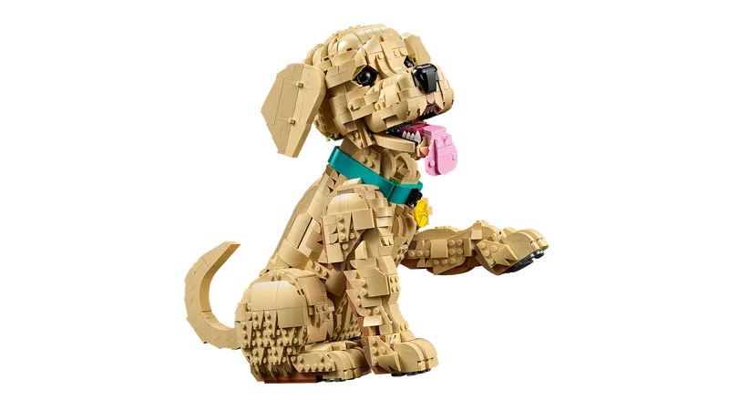 Golden Retriever Puppy