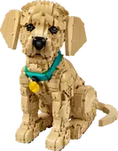 Golden Retriever Puppy