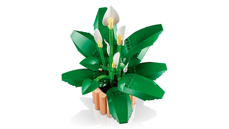 Peace Lily
