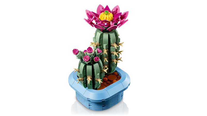 Flowering Cactus
