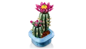 Flowering Cactus