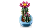 Flowering Cactus