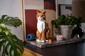 Orange Cat