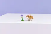 Cute Hamster with a Flower