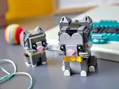 Shorthair Cat and Kitten