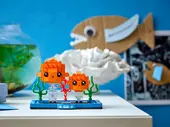 Goldfish and Fry