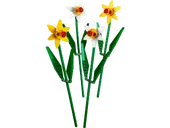 Daffodils
