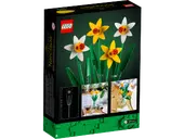 Daffodils