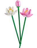 Lotus Flowers