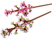 Cherry Blossoms
