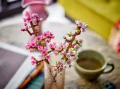 Cherry Blossoms