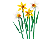 Daffodils