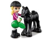 Horse Training and Trailer
