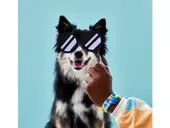My Pets Bracelet