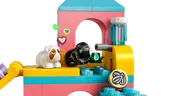 Guinea Pig Playground