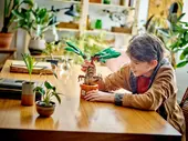Mandrake