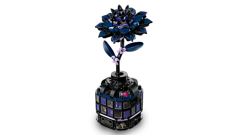 Black Dahlia Flower