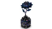 Black Dahlia Flower