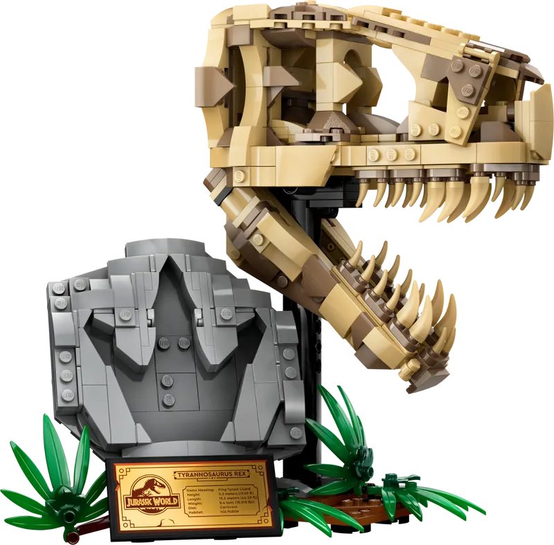 Dinosaur Fossils: T. rex Skull Dinosaur Fossils: T. rex Skull