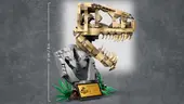 Dinosaur Fossils: T. rex Skull