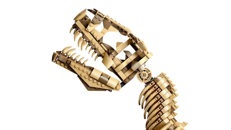 Dinosaur Fossils: Tyrannosaurus Rex