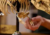 Dinosaur Fossils: Tyrannosaurus Rex