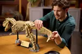 Dinosaur Fossils: Tyrannosaurus Rex
