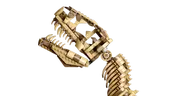 Dinosaur Fossils: Tyrannosaurus Rex