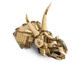 Dinosaur Fossils: Triceratops Skull
