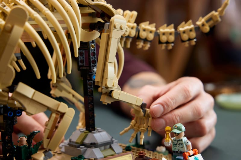 Dinosaur Fossils: Triceratops