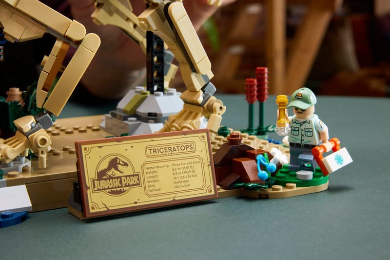 Dinosaur Fossils: Triceratops