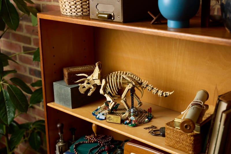 Dinosaur Fossils: Triceratops