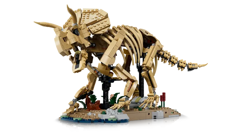 Dinosaur Fossils: Triceratops