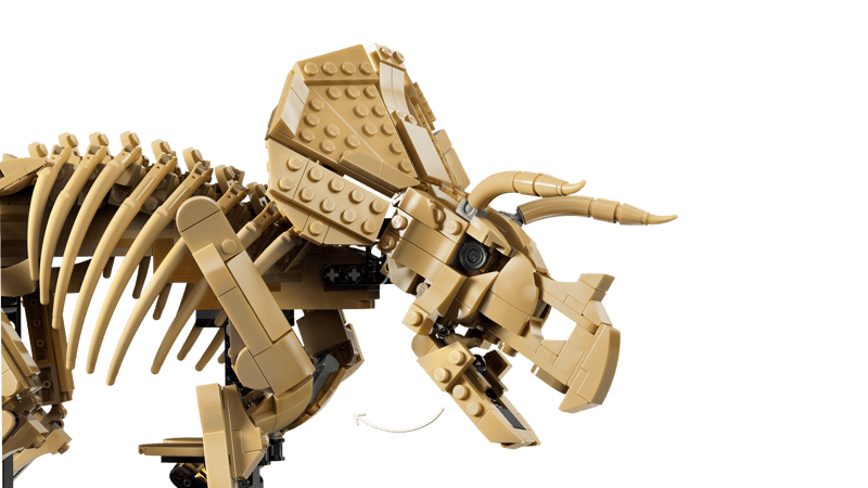 Dinosaur Fossils: Triceratops